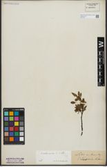 Foto von Salix arbuscula L.